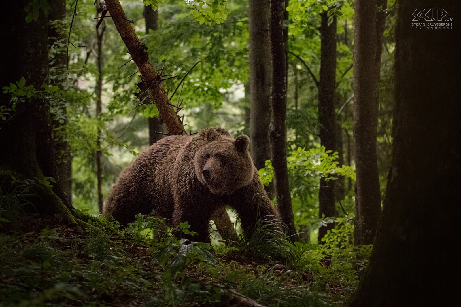 Notranjska - Brown bear It is estimated that more than 400 brown bears (Ursus arctos) live in the Notranjska region in southwestern Slovenia. Together with 3 other photographers, I installed myself in a hide deep in the forests around 4 pm and waited silently. It had been a few very hot days and soon it started to get darker followed by rain, thunder and hail. This continued for hours and we feared that the bears wouldn't come anymore. Suddenly at 8 pm a mother bear with 3 cubs came closer by to the hut. It was a fantastic sighting. However, it still rained a bit and it was already quite dark.  Stefan Cruysberghs